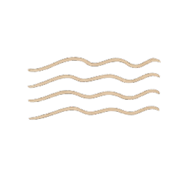 Flowing line illustration symbolising women’s voices, migration, and generational stories